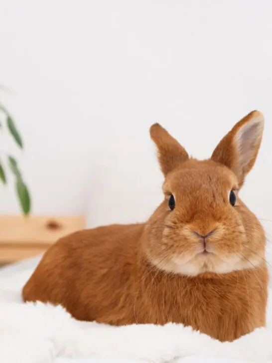 Funny cute decorative rabbit bunny full body lying on bed in white modern interior - ss230611