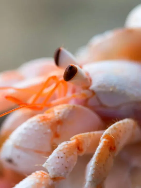 Hermit crab close-up