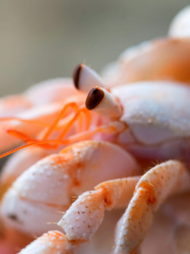Do Hermit Crabs Molt?