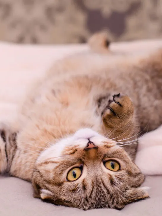 Scottish Fold cat, brown tabby lying belly up on its back - ss230622
