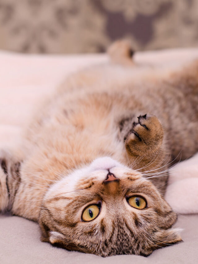 Why Does My Cat Show Me Her Belly? A Few Good Pets