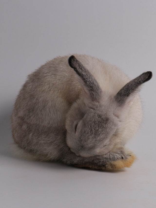Do Rabbits Sleep?