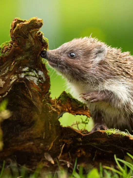 a cute hedgehog near a small tree trunk in the woods