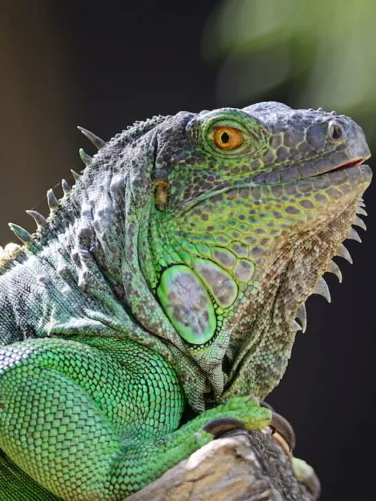 female Green Iguana - ee230601