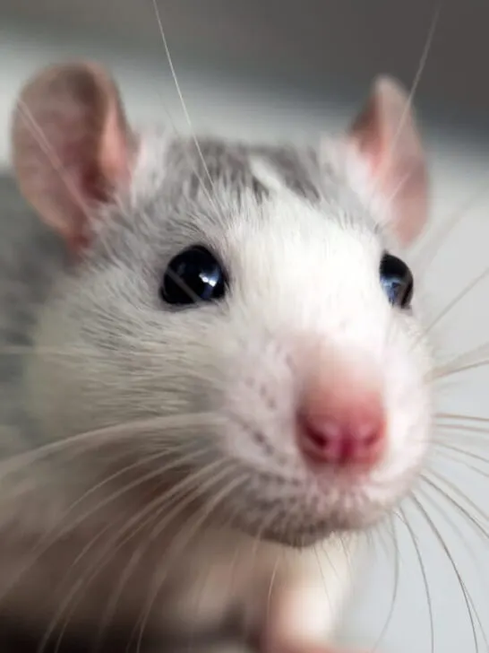 funny white domestic rat - ee230609