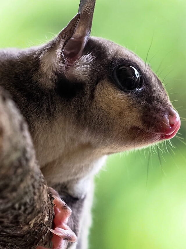Complete Guide to Caring for a Sugar Glider