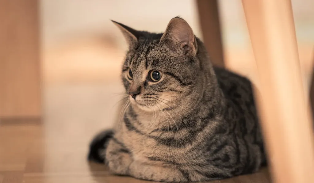 domestic shorthair cat 