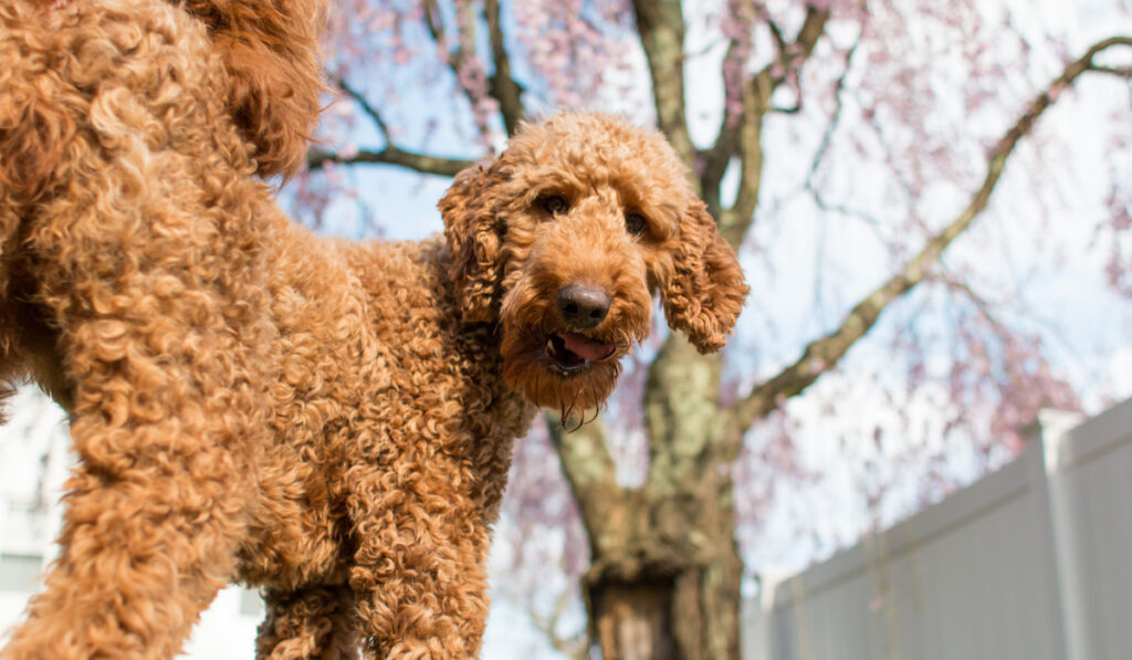 fluffy Labradoodle dog playing in the park