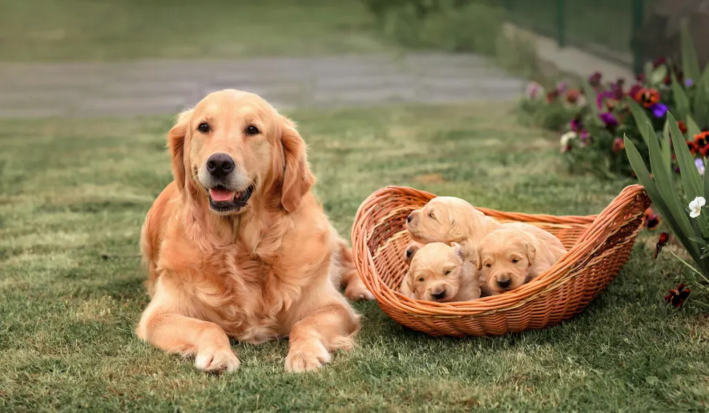 golden retriever dog with newborn golden retriever puppies in summer in the garden