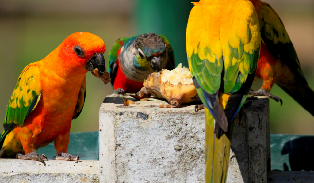 parrots eating together