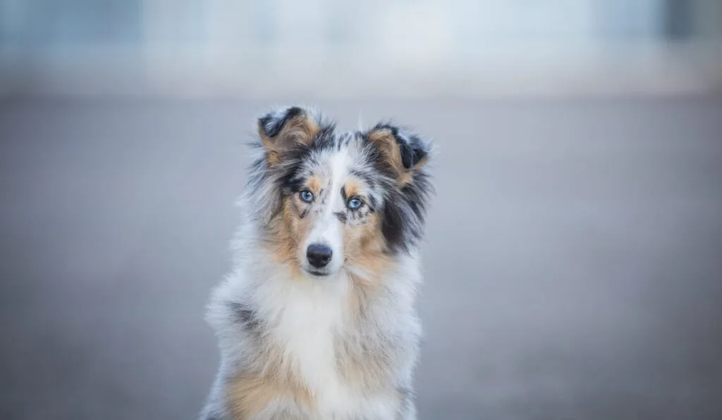 shetland sheepdog posing 