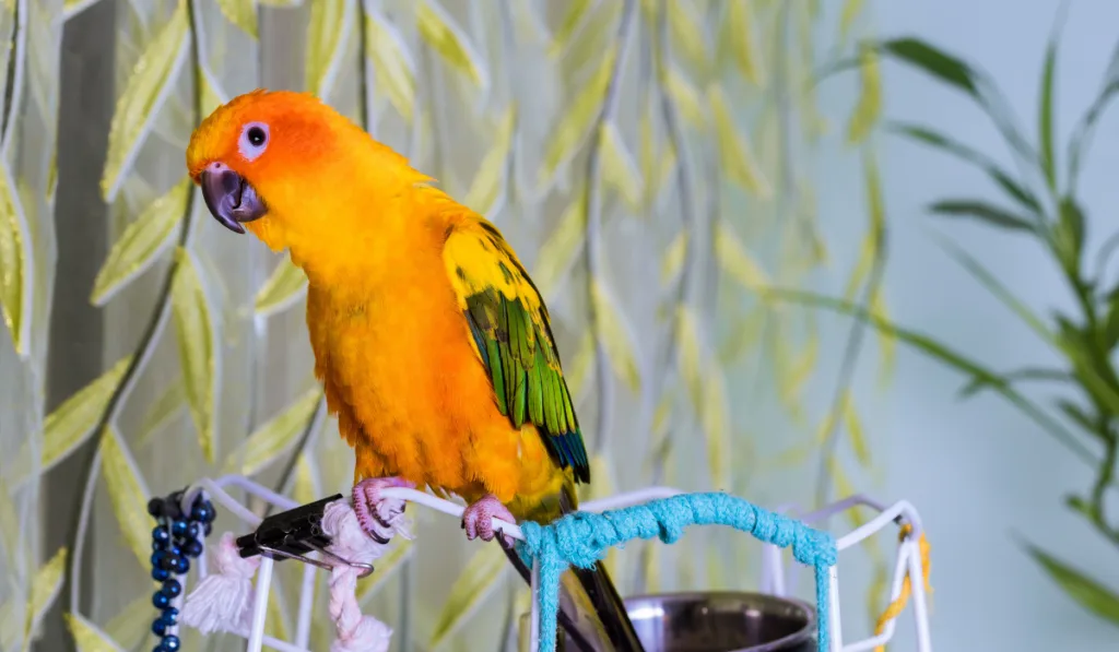 small parrots sitting