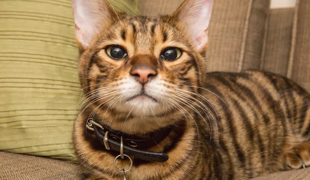 toyger kitten 