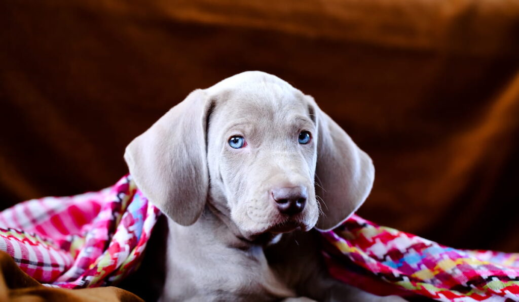 weimaraner blue puppy 