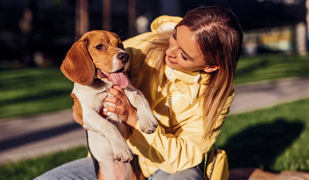 young female hugging funny Beagle while sitting on lawn on sunny weekend day in park