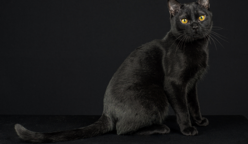 A black Burmese purebred cat sitting on a black background
