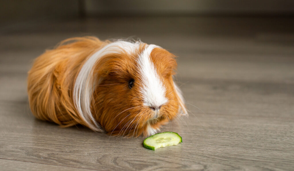 A long-haired guinea pig sits on the floor and nibbles a cucumber
