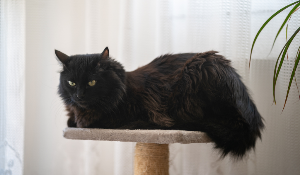 Black cat, Turkish Angora, lying on an altar, looking around, furry cat.
