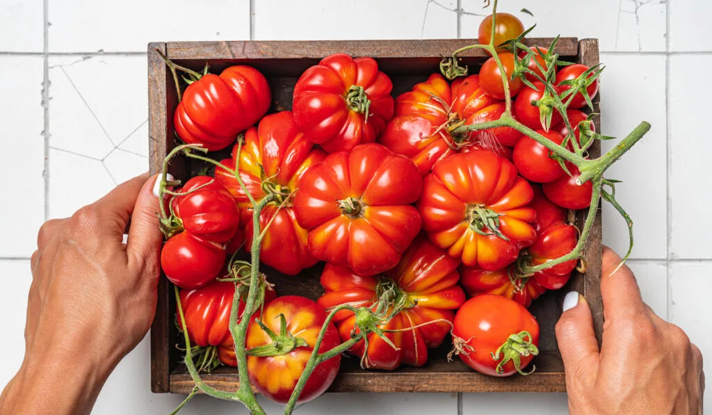 Bunch of mix fresh red tomatoes in wooden crate