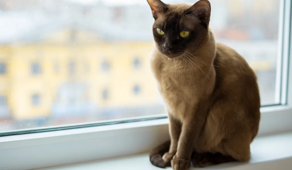 Burmese cat with yellow eyes is sitting on window sill looking straight
