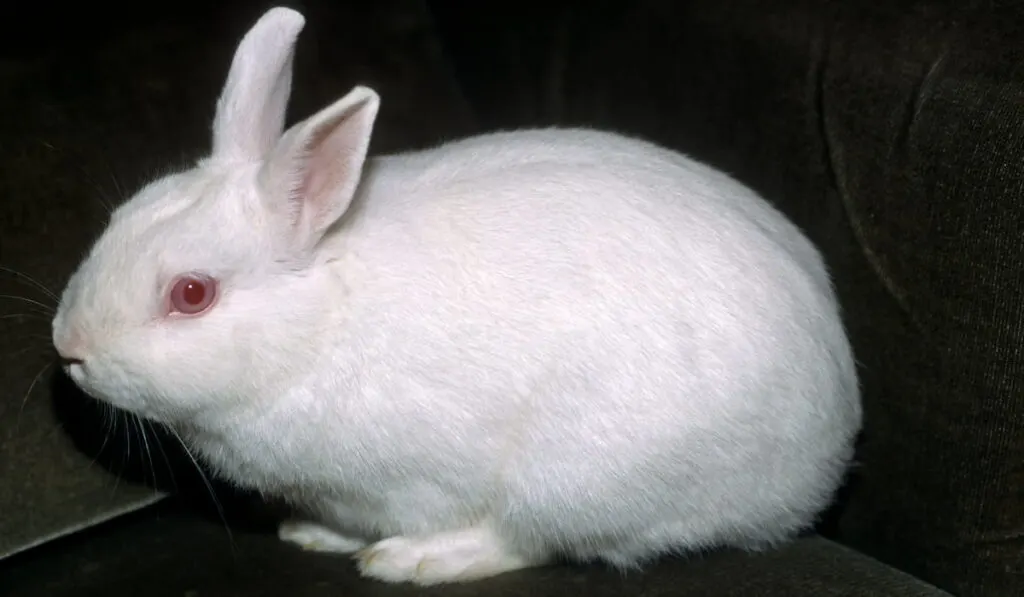 Dwarf polish rabbit
