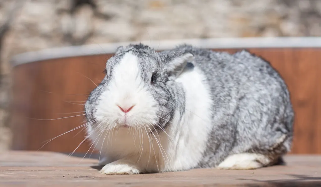 Full length adorable white and gray Dutch rabbit bunny
