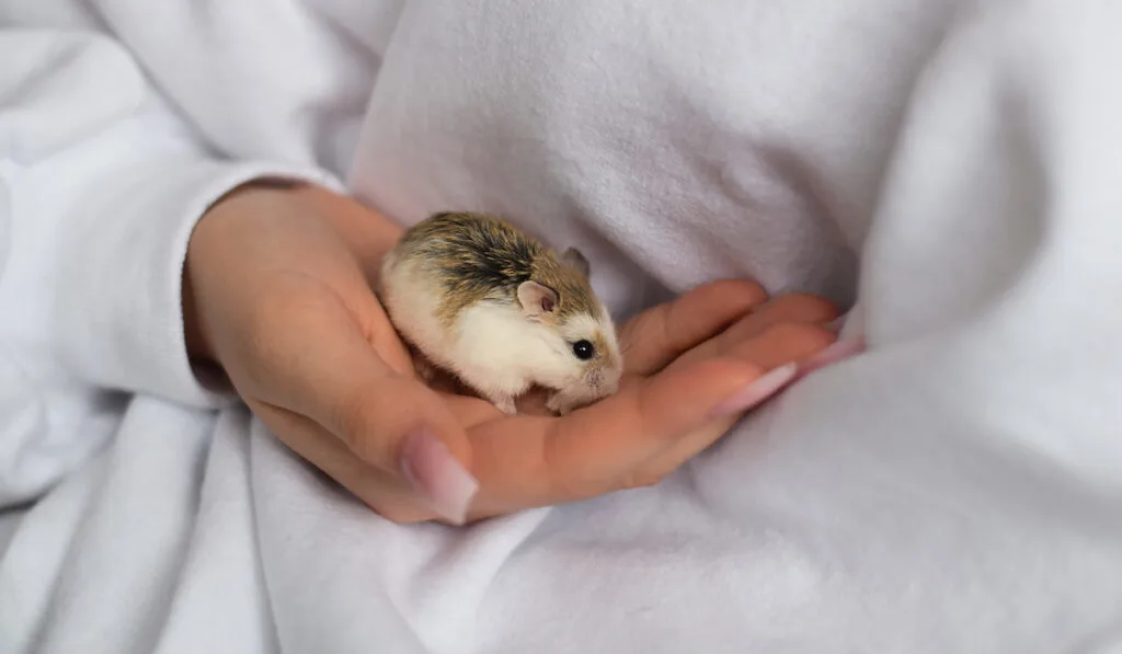 Girl is holding the Roborovski dwarf hamster in her hand
