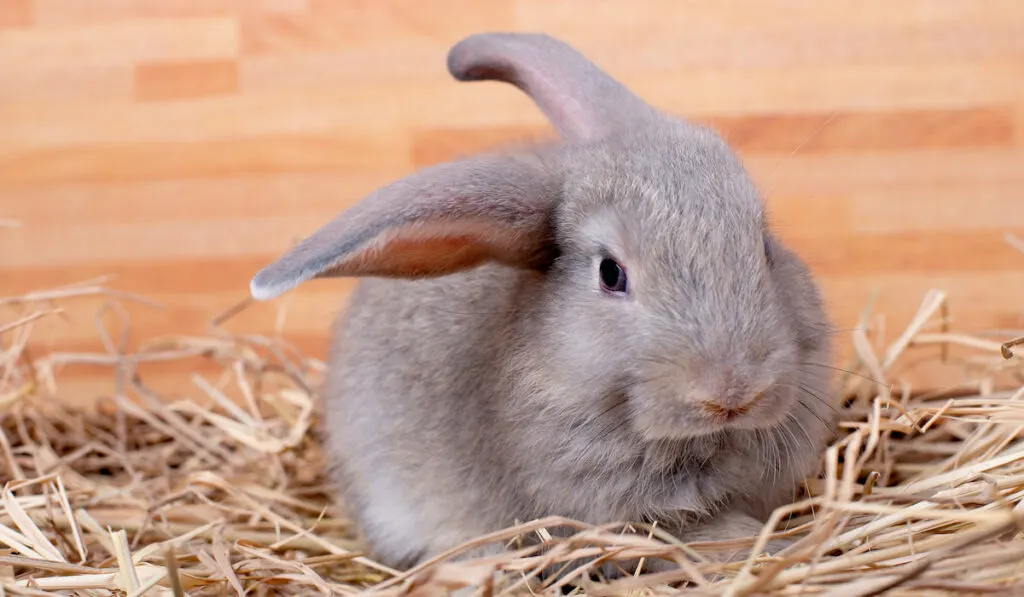 Gray bunny rabbit stay on straw and wood box