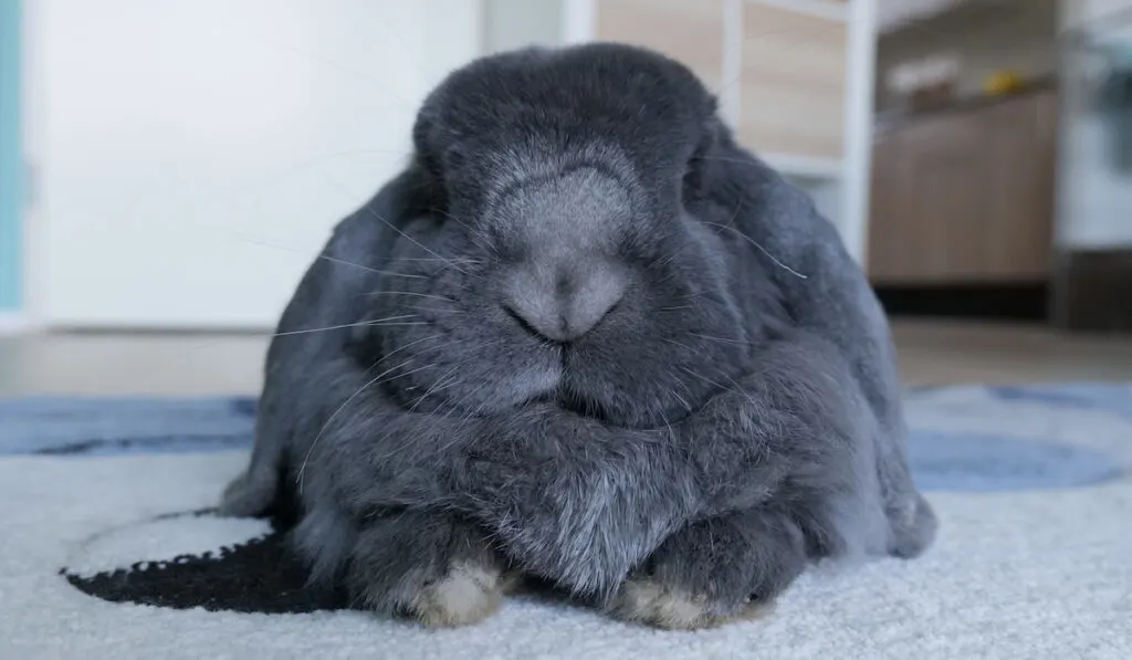 Grey French lop rabbit lying on a rug at home