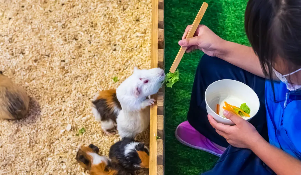 Little girl feeding guinea pigs in wooden cage 