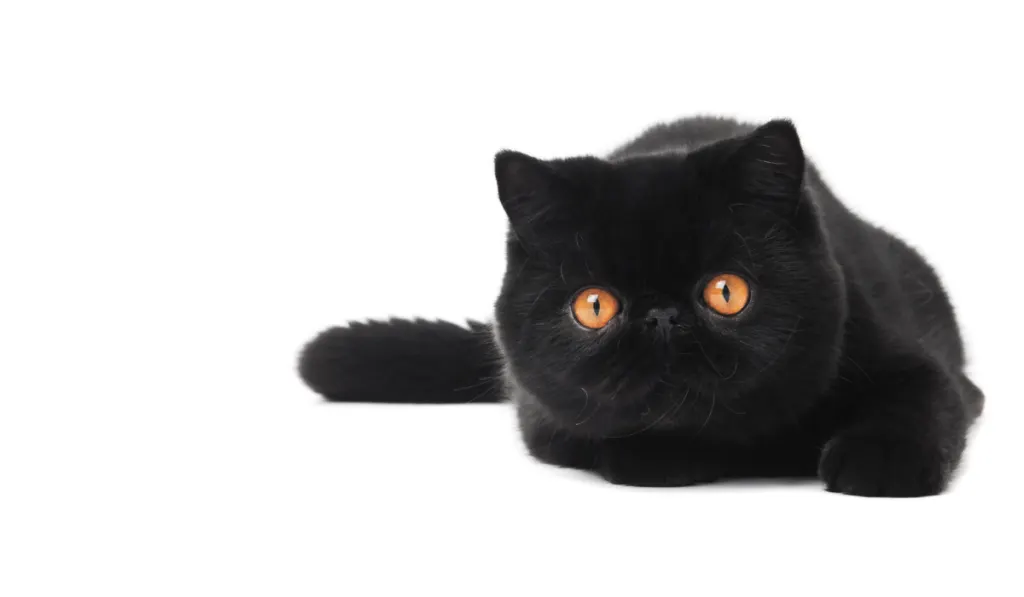 One lying black exotic shorthair kitten cat isolated on white

