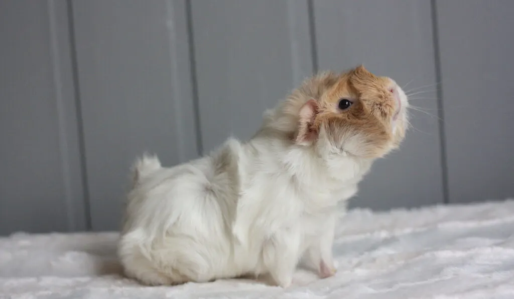 Roan guinea pig on the bed