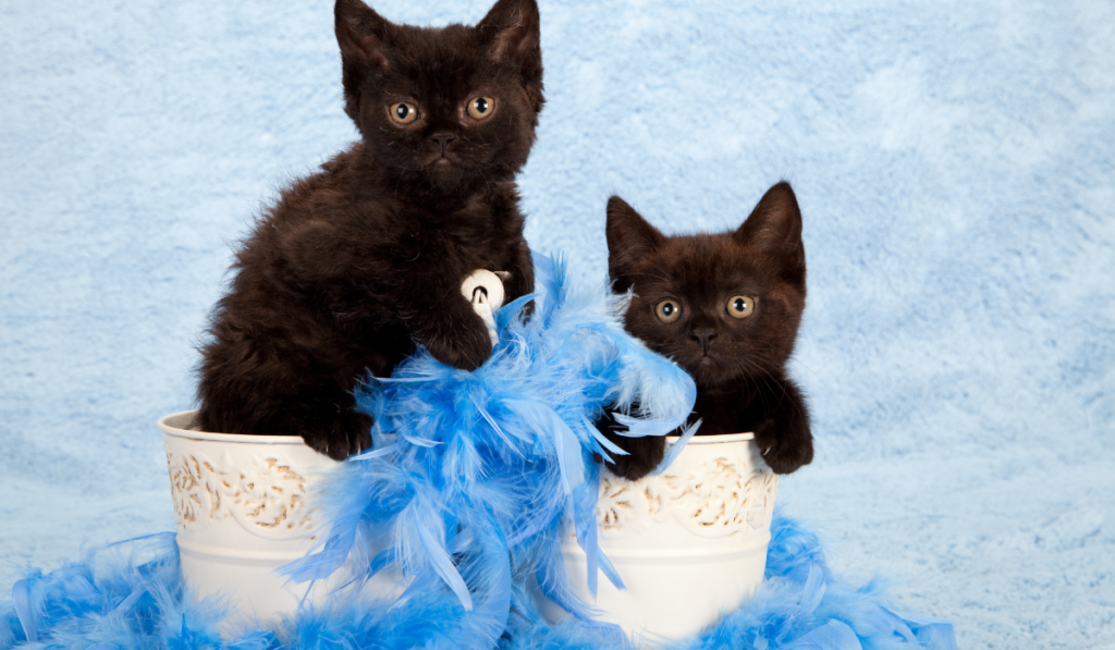 Selkirk Rex kittens in cream buckets with blue feather boa on blue background

