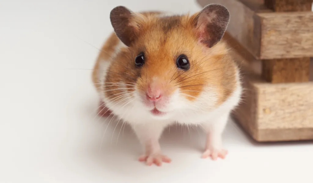 Syrian hamster on a white background
