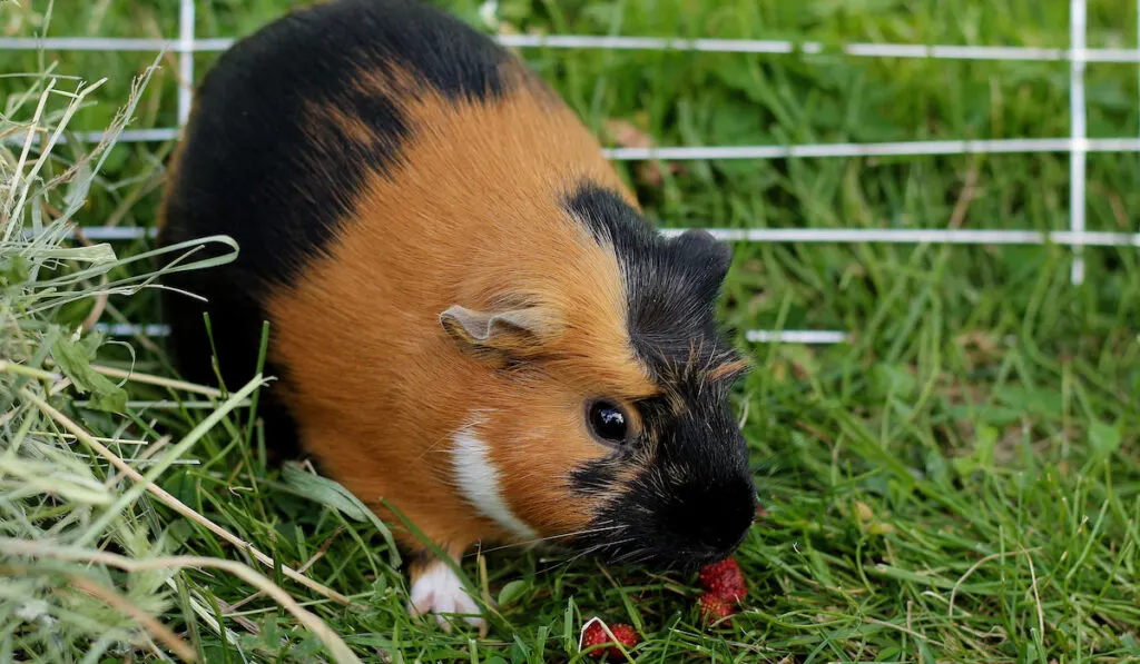 Tortoiseshell guinea pig eating wild strawberries
