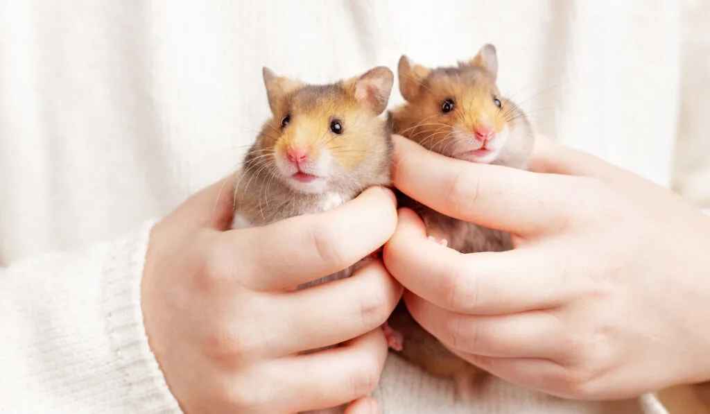 Two cute fluffy golden hamsters in the hands of a child