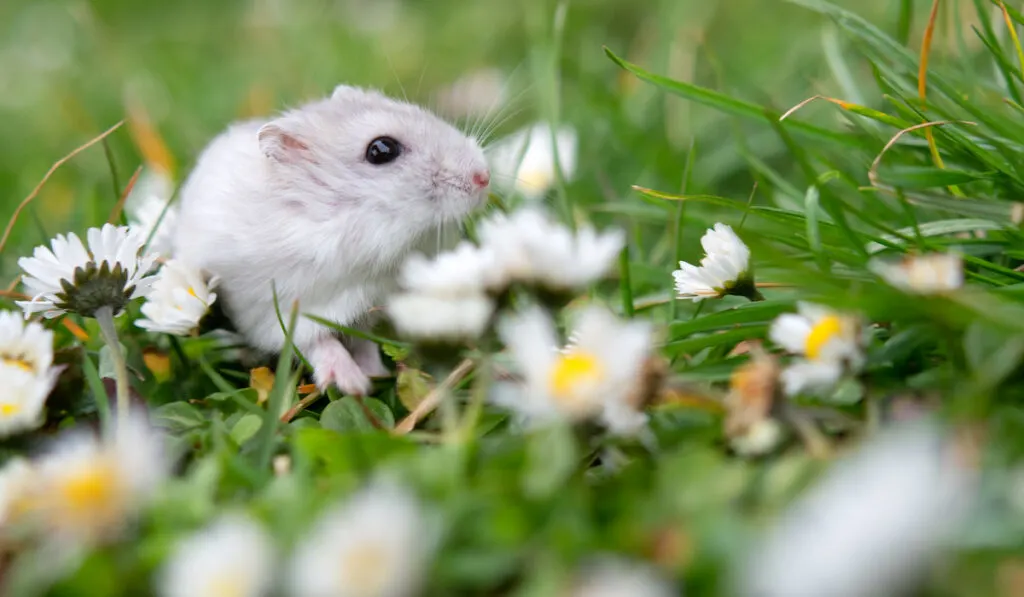 Winter White Hamsters against background of beautiful grass with white flowers