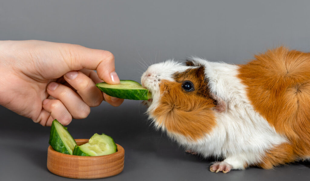 Young woman feeding guinea pig cucumber
