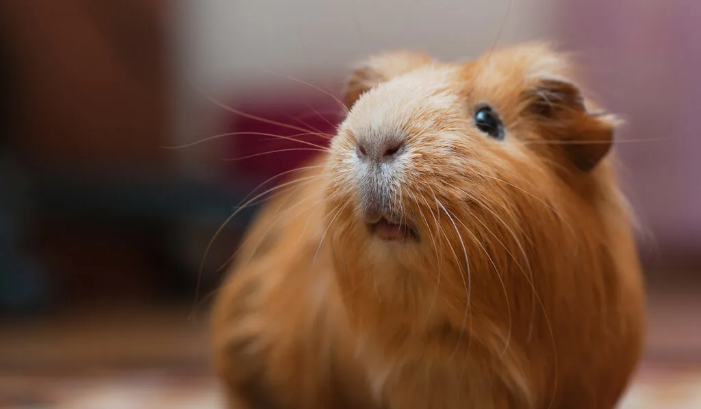 a guinea pig looking at something