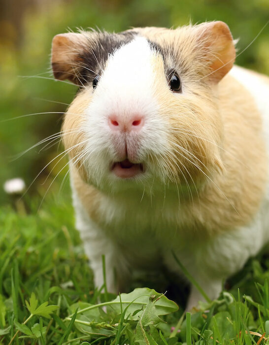 a shocked guinea pig