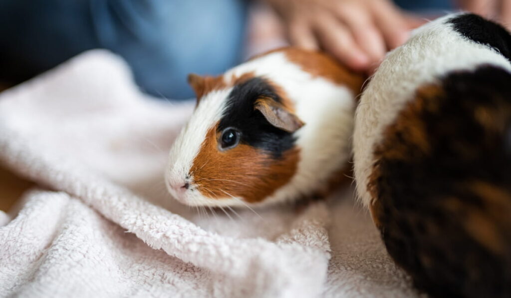 a small guinea pig