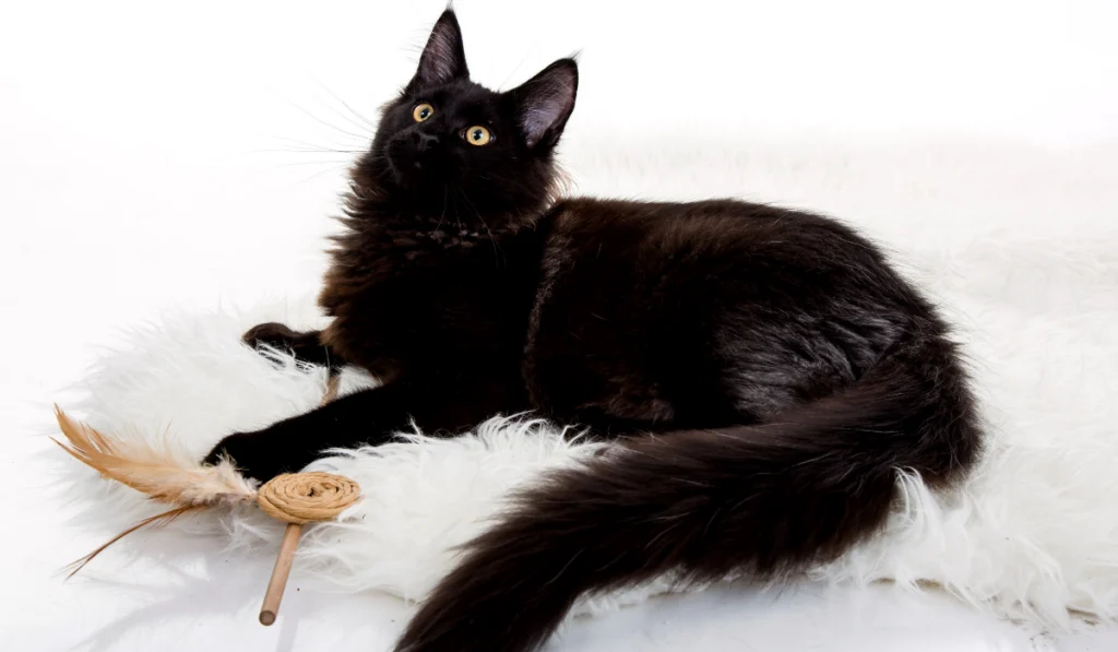 black maine coon on a white background

