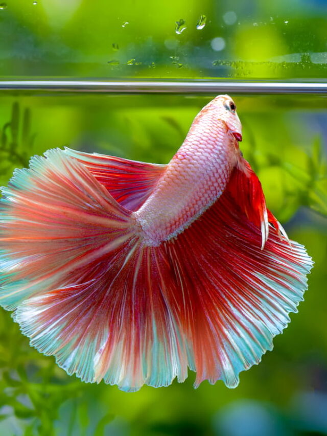 Types of Betta Fish Tails With Prices