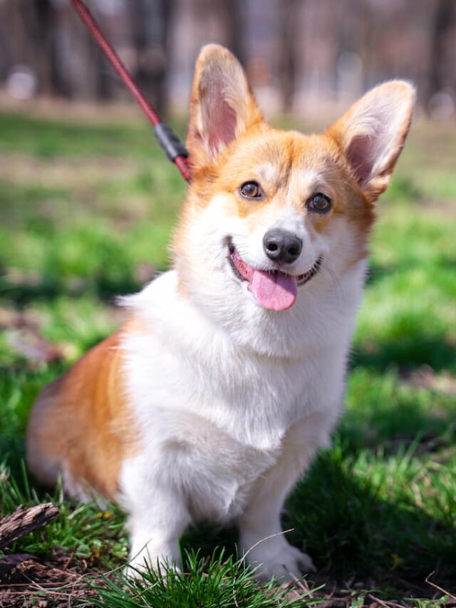 Can Corgi’s Be Left Alone? (+ Tips for Easing Separation Anxiety)