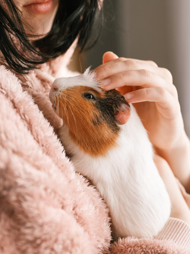 Ultimate Guide to Caring for a Guinea Pig
