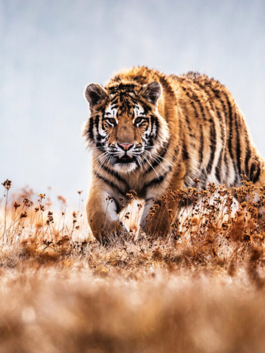 a siberian tiger prowling