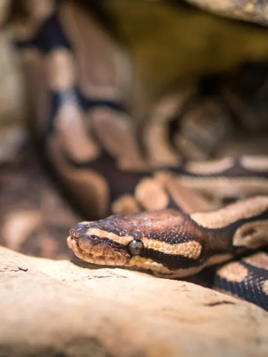 ball python curled up