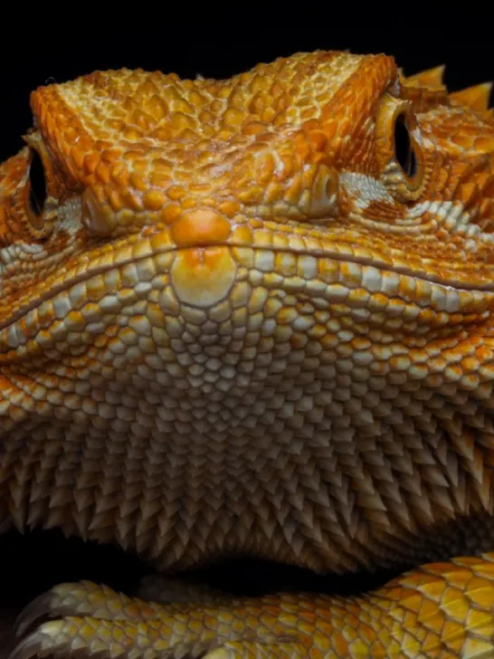 bearded dragon - ee230719