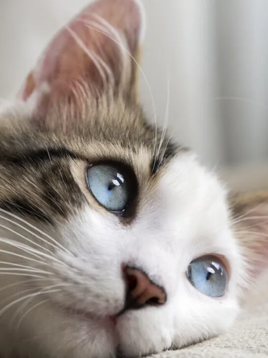 closeup of a cat with blue eyes