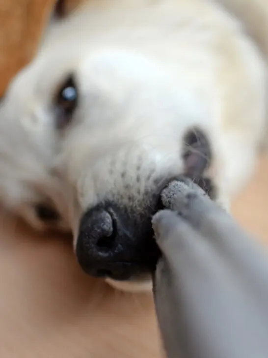dog biting on a sock closeup